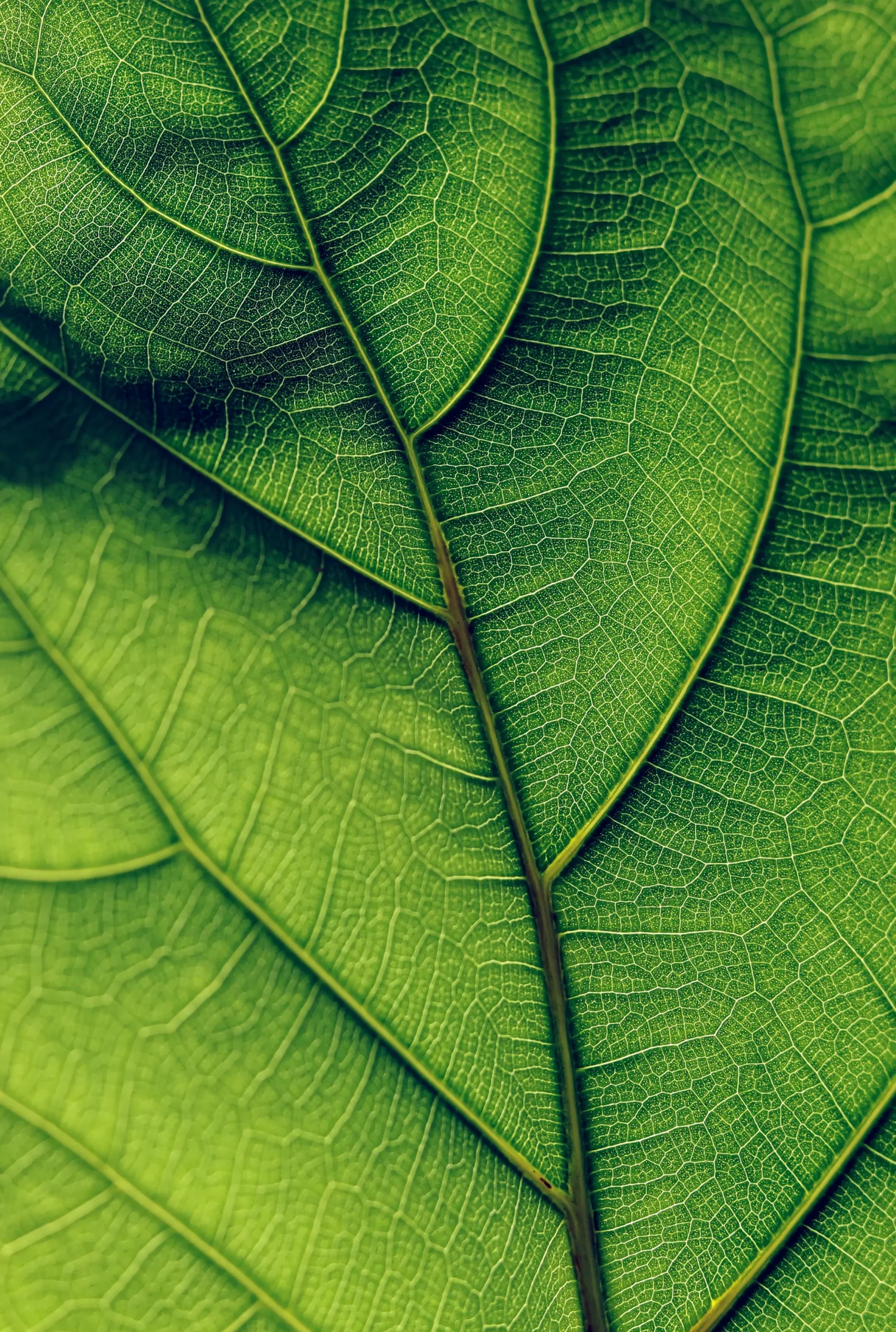 Green leaf HIGH RES scaled