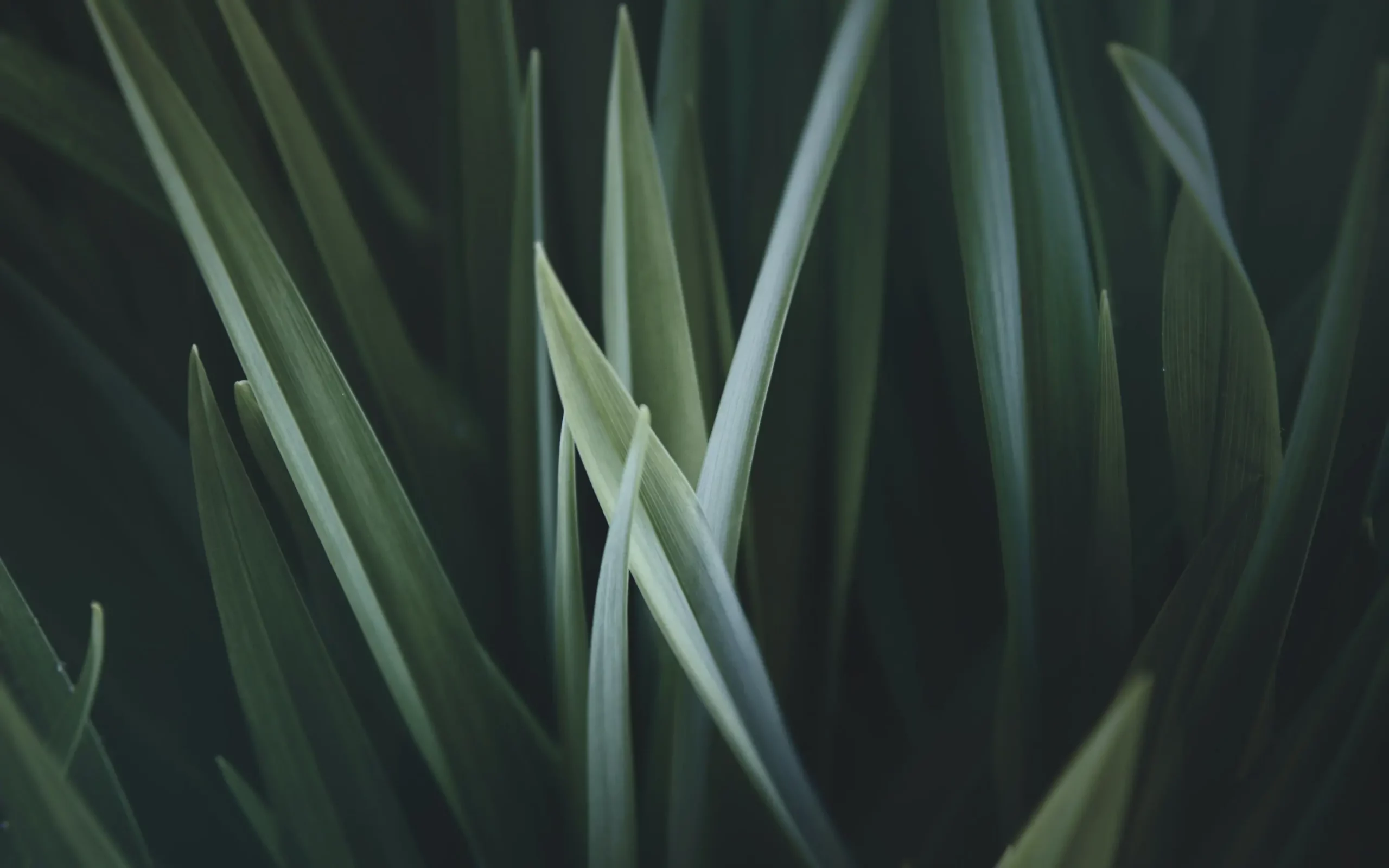 Green leaves blue tint HIGH RES scaled